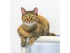 Adopt Gypsy a Domestic Short Hair