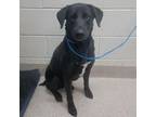 Adopt Merry a Black Labrador Retriever