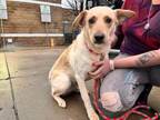 Adopt PONGO a Golden Retriever, Labrador Retriever