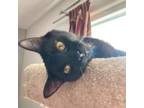 Adopt Coco a Domestic Short Hair