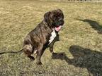 Adopt Lulu a Boxer, Bullmastiff