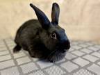 Adopt Midnight a Bunny Rabbit