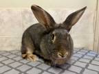 Adopt Lucinda a Bunny Rabbit