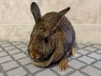 Adopt Benny and Jett a Bunny Rabbit