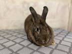 Adopt Patricia a Bunny Rabbit
