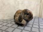 Adopt Dominique a Bunny Rabbit, Lop Eared