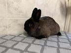 Adopt Dahlia a Bunny Rabbit