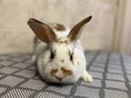 Adopt Willa a Bunny Rabbit