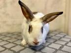 Adopt Didi a Bunny Rabbit