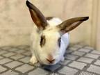 Adopt Gigi and Didi a Bunny Rabbit, Lionhead