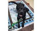 Adopt Bellatrix a Labrador Retriever, Rottweiler