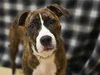 Adopt Kit Kat a Pit Bull Terrier