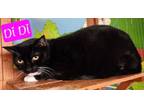 Adopt Di Di / Dexter a Domestic Short Hair