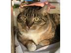 Adopt Vicki a Domestic Short Hair