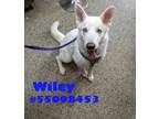 Adopt Wiley a White German Shepherd
