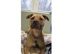 Adopt Demi a Mixed Breed