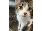 Adopt Tee a Domestic Short Hair