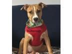 Adopt Buttercup a American Staffordshire Terrier