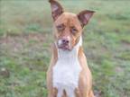 Adopt SOFIA a American Staffordshire Terrier, Mixed Breed
