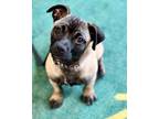 Adopt Rosie a Pug