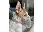Adopt Lucy 11~ a Jack Russell Terrier