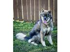 Adopt BERKLEY a Husky