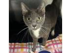 Adopt Figgy Pudding a Domestic Short Hair