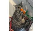 Adopt Faith a American Shorthair, Tabby