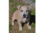 Adopt Wish a Labrador Retriever, Black Mouth Cur