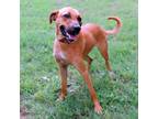 Adopt Winnie a Black Mouth Cur, Mixed Breed