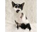 Adopt Aero - Sweet Tripod Cow Kitten a Domestic Short Hair