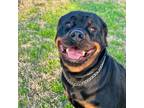 Adopt Maggie May a Rottweiler