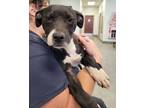 Adopt PAM a American Staffordshire Terrier