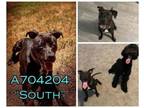 Adopt SOUTH a American Staffordshire Terrier