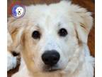Adopt Mistle a Great Pyrenees