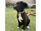 Adopt Wilma a Mixed Breed