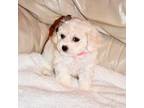 Cavapoo Puppy for sale in Moore, OK, USA