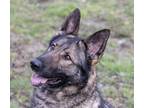 Adopt Frisbee a German Shepherd Dog