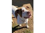 Adopt Kenslee a Staffordshire Bull Terrier