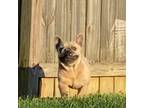 French Bulldog Puppy for sale in Corbin, KY, USA