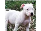 American Pit Bull Terrier Puppy for sale in East Newark, NJ, USA