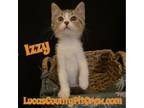 Adopt Izzy a American Shorthair, Domestic Short Hair