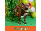 Adopt Pumpkin a Pit Bull Terrier