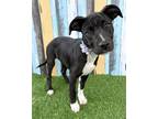 Adopt Rizzo a Pit Bull Terrier, Husky