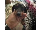Dachshund Puppy for sale in Cedar Hill, TX, USA