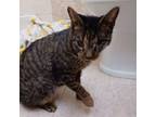 Adopt Cuddllina a Domestic Short Hair