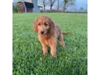 Goldendoodle Puppy for sale in Ansonia, OH, USA