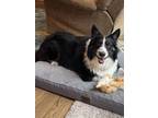 Adopt Nina a Australian Shepherd