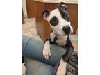 Adopt Navia a Pit Bull Terrier