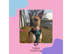 Adopt Stella a Boxer, American Staffordshire Terrier